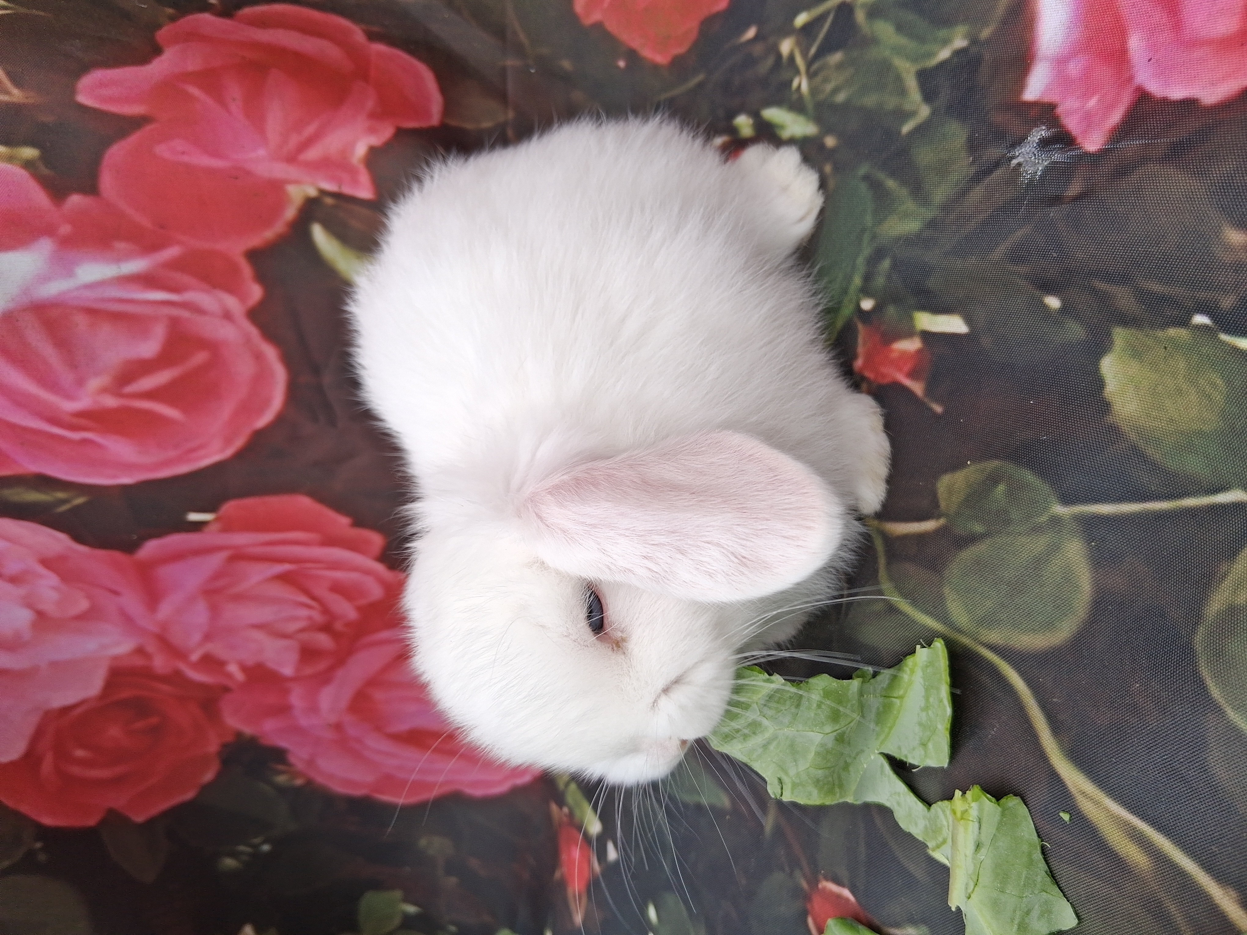Coming soon the rabbit