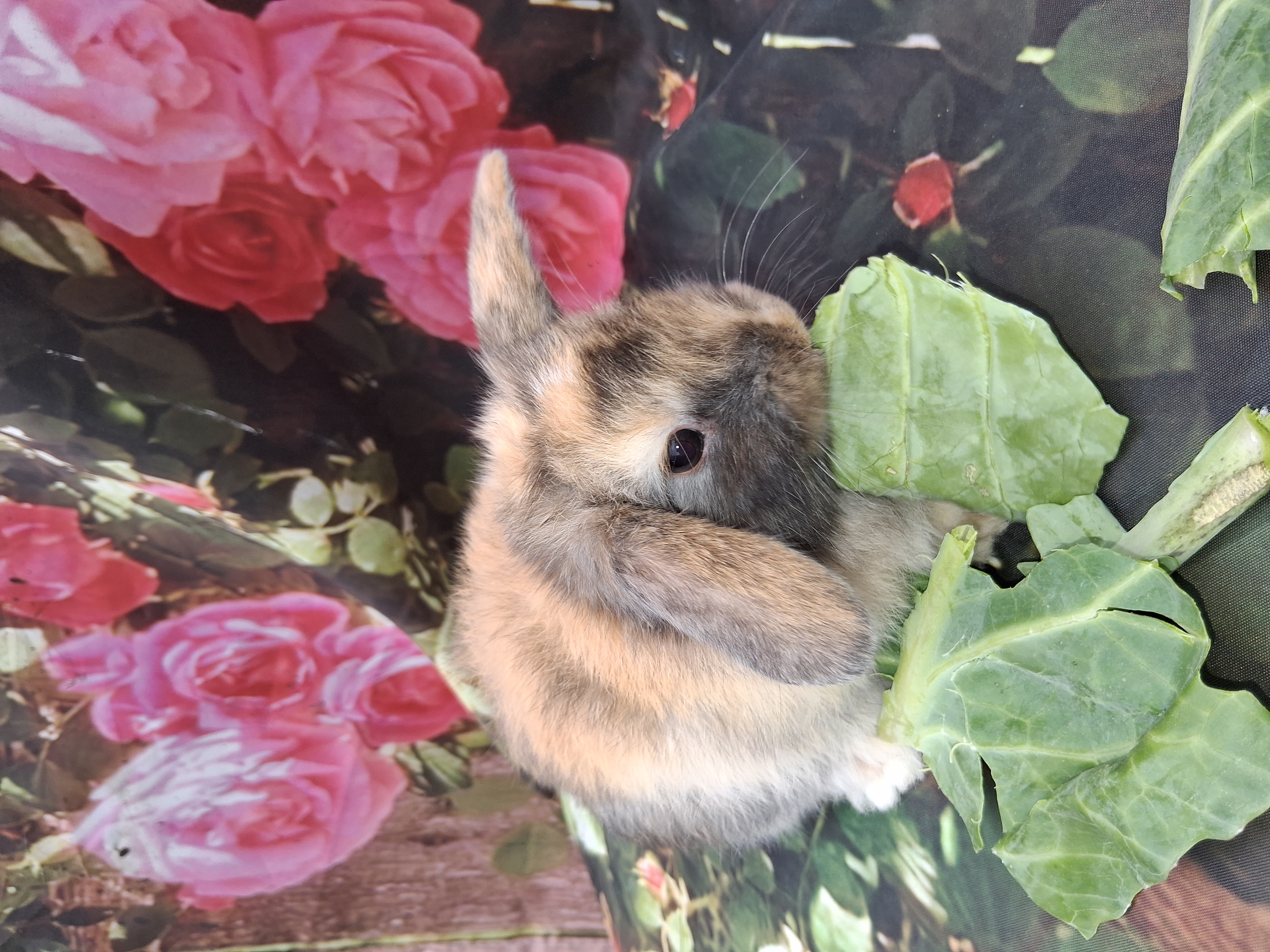 Coming soon the rabbit