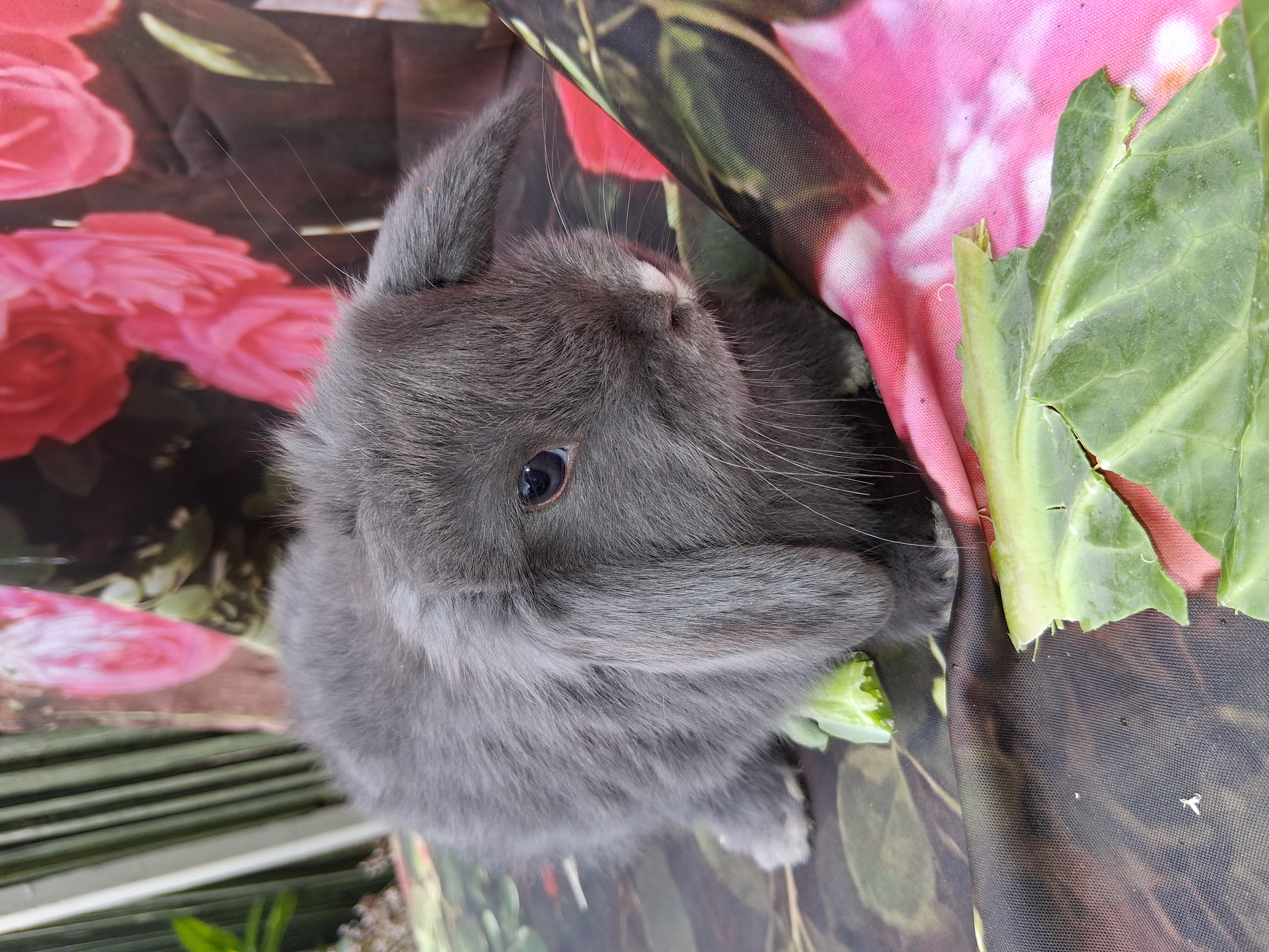 Coming soon the rabbit